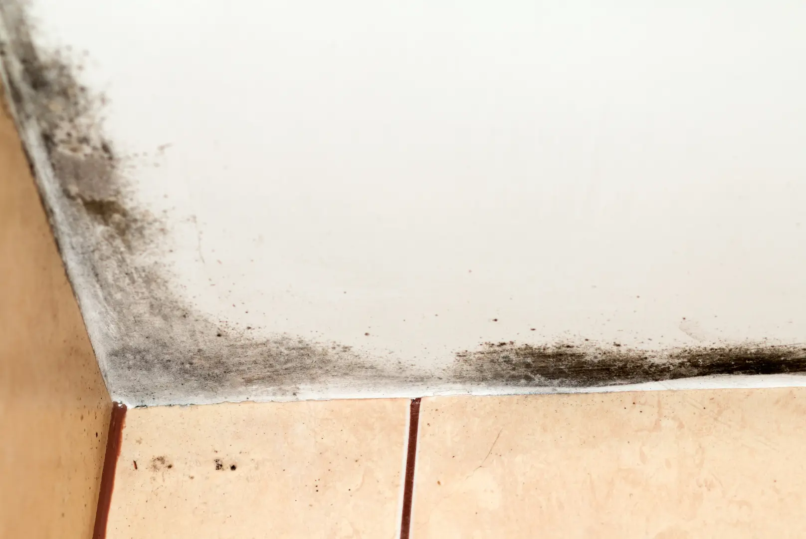 Interior ceiling with visible mold growth